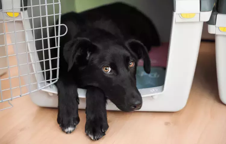 crate train a dog or puppy