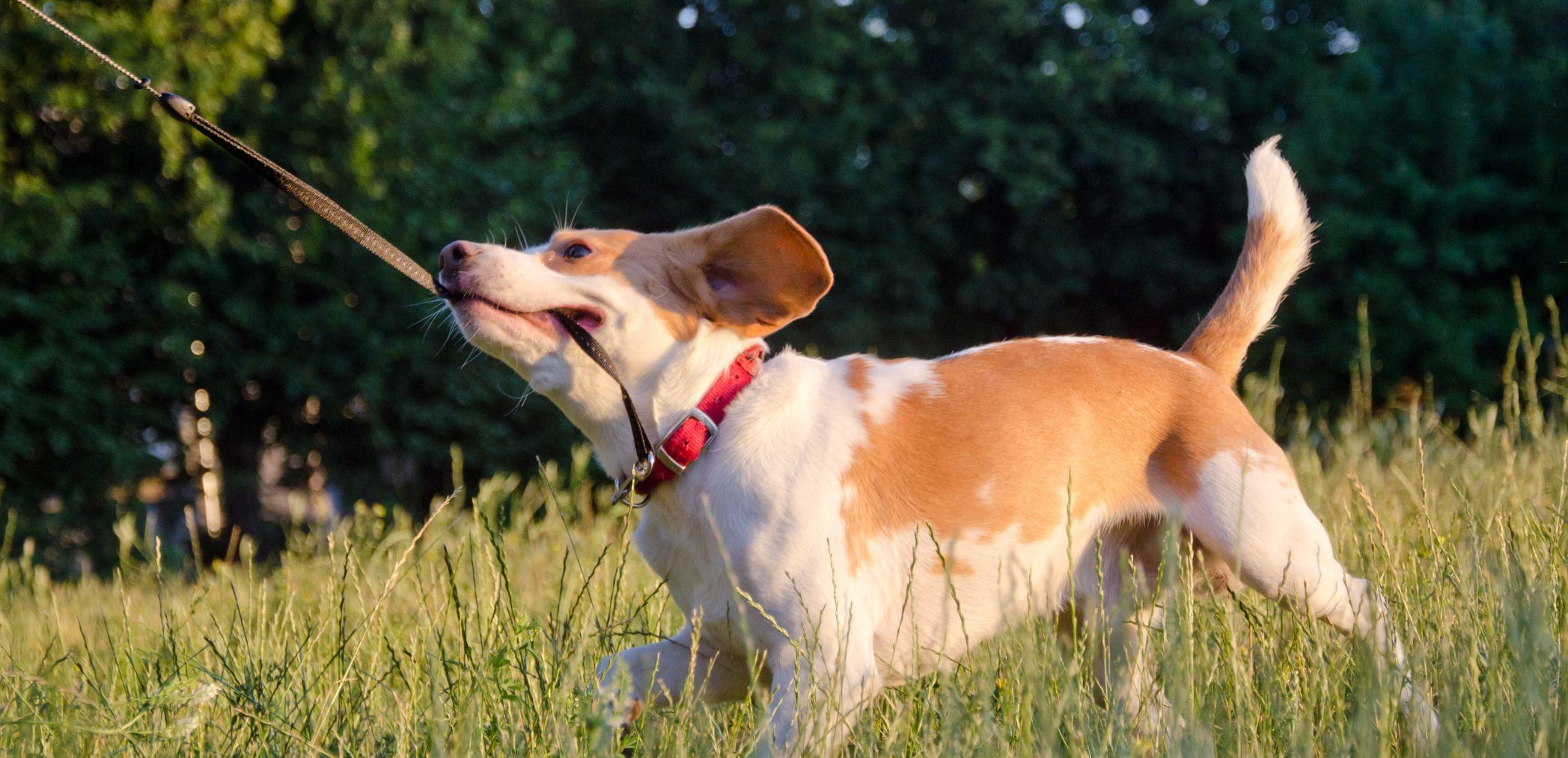 Playful beagle puppy running and pulling its leash