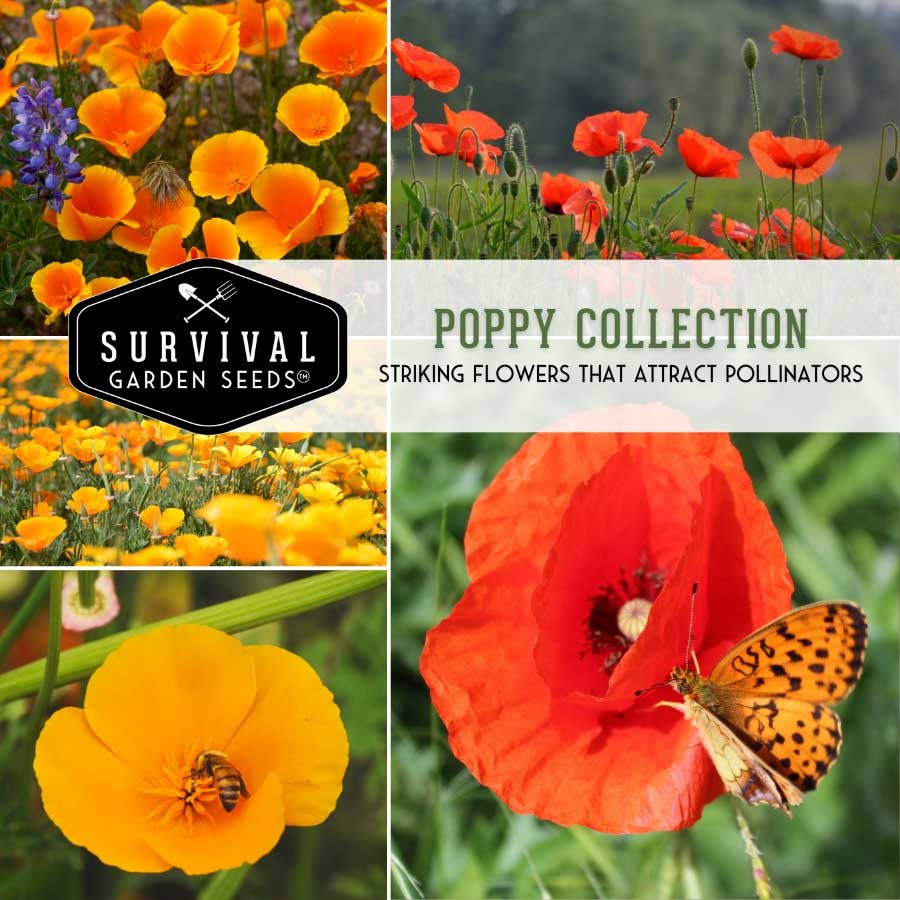 Poppy flower seed collection