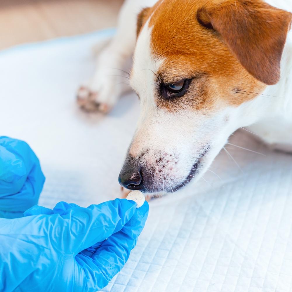 dog Jack Russell Terrier at the veterinary clinic.