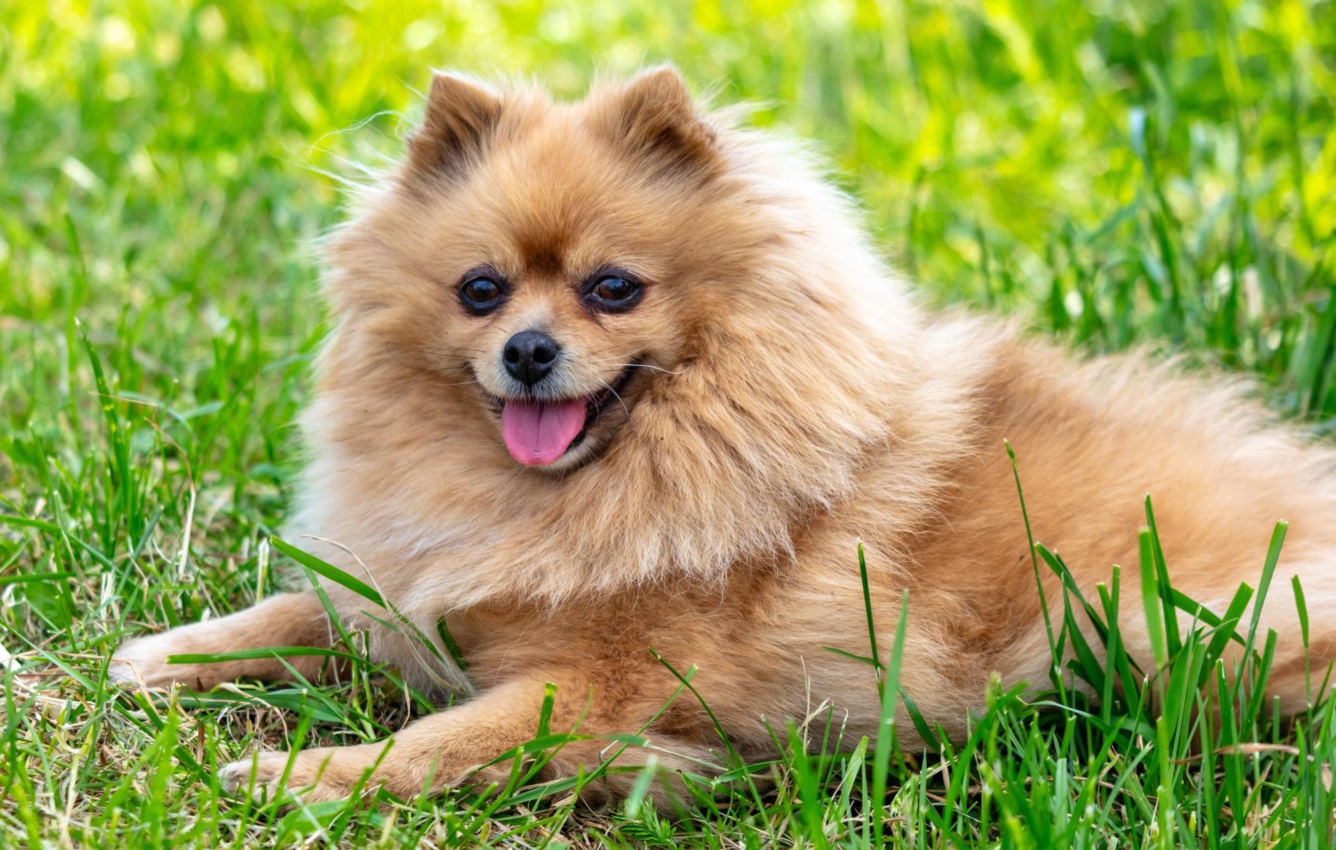 Dog in nature in summer