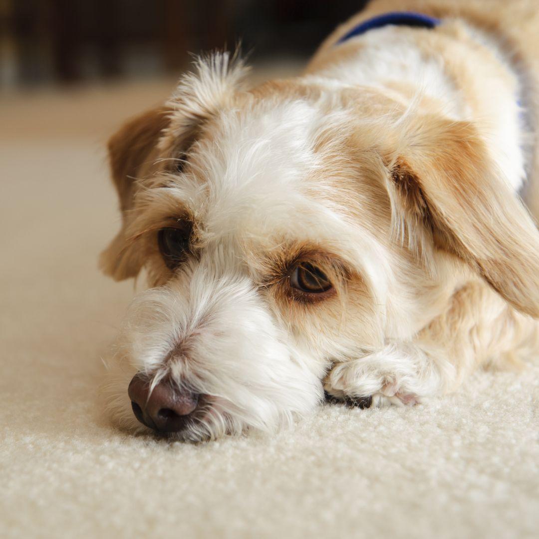 Why is My Dog Peeing in Her Sleep? Potty Buddy Potty Buddy™