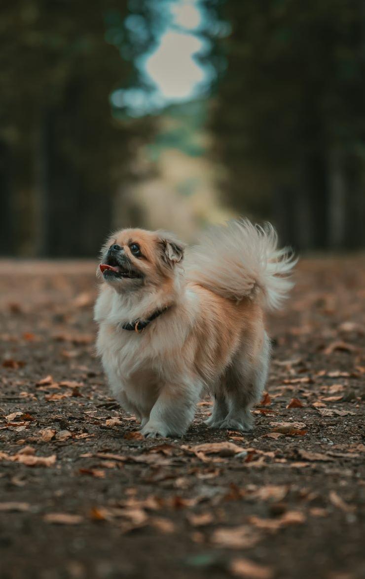 Tibetan Spaniel