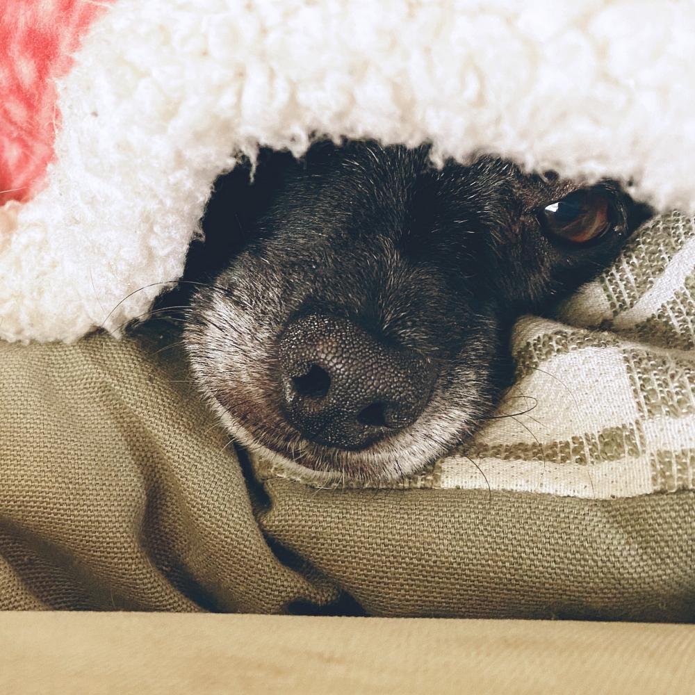 Blanket covering dog, nose sticking out