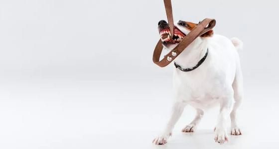 How to Stop Your Dog from Biting the Leash While Walking