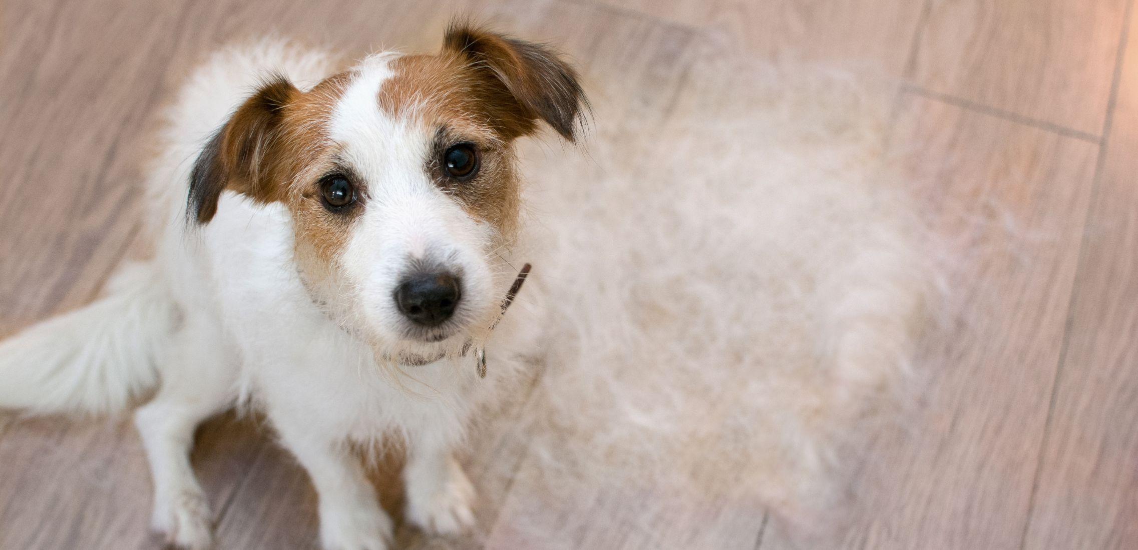 Jack Russell sitting next to shedded dog fur