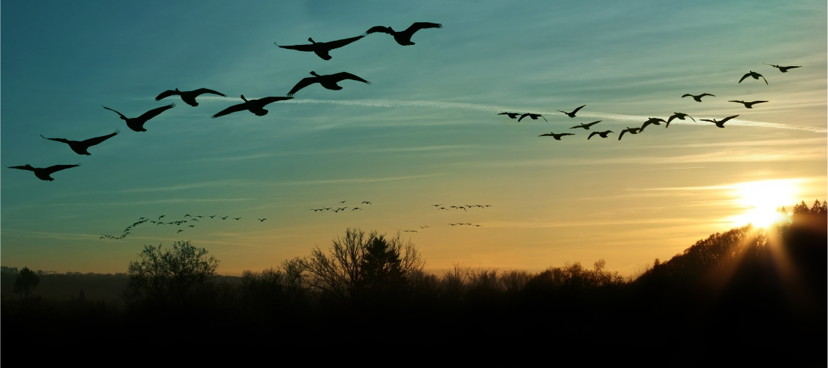 Birds migrating across a sunset