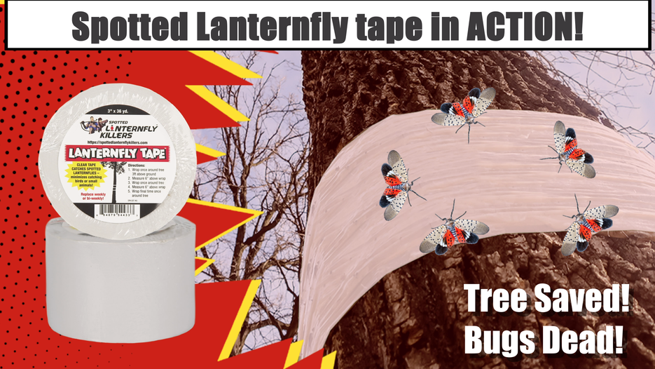Spotted Lanternfly Tape
