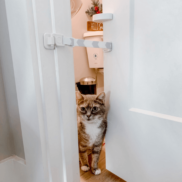 Door Buddy - blog - where to put a litter box in a small apartment