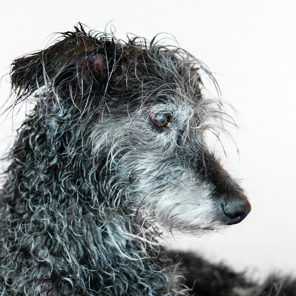 Portrait of mixed breed senior dog bedlington terrier after bathing with wet fur pet care washing