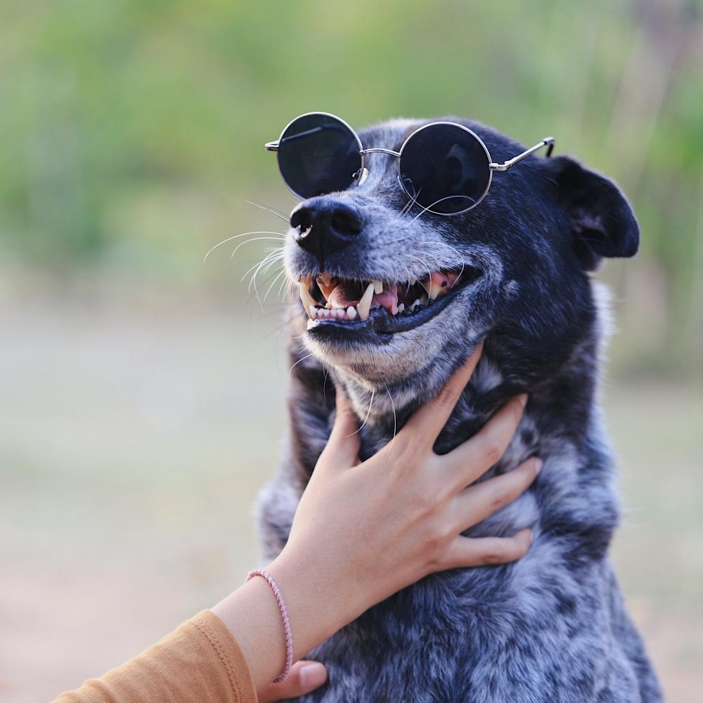 Dog wearing sunglasses in outdoor garden.