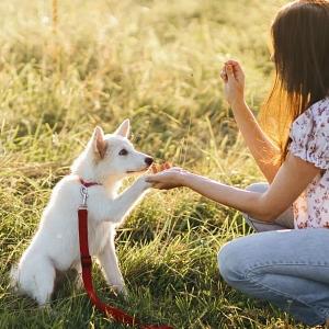 My Dog Won't Pee on Their Pad Anymore - Why Is This?