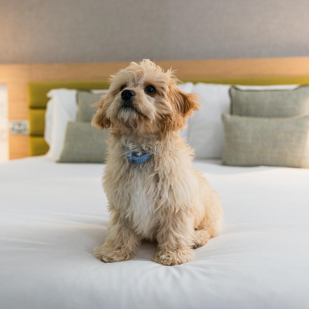 Friendly dog is playing on the bed in hotel room