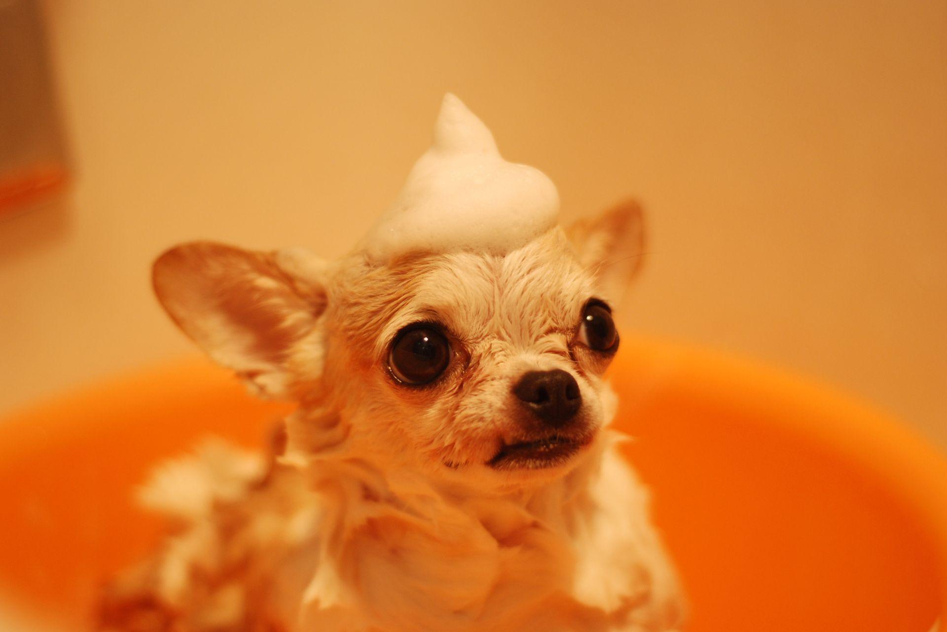 Chihuahua having bath