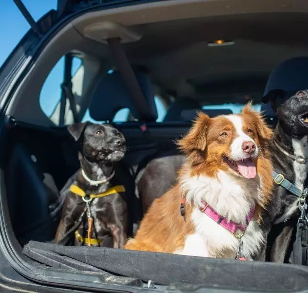 Dog-friendly travel