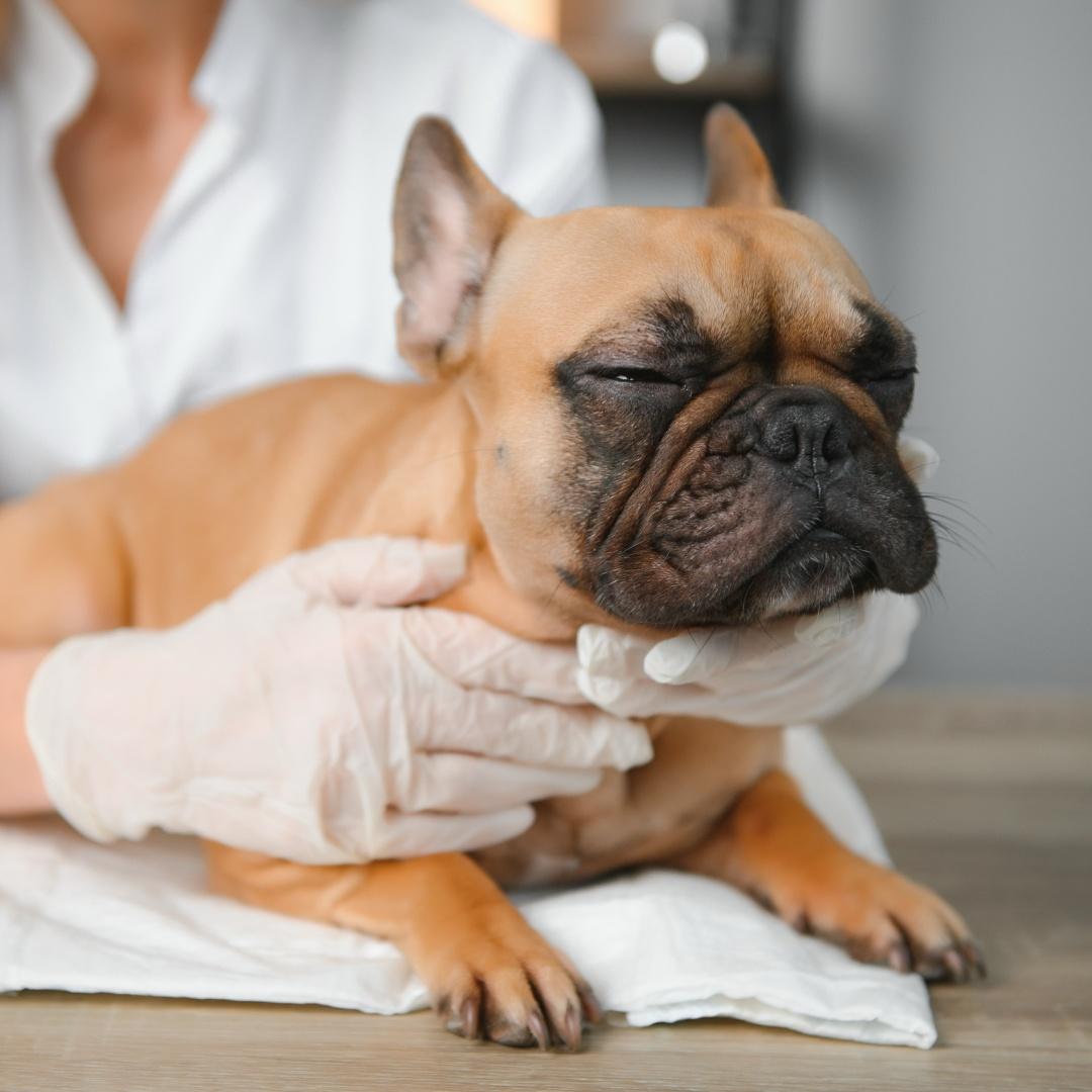 Veterinarian examining cute dog in clinic.