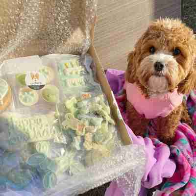 February 2021 Dog Birthday Party Celebration | Dog Birthday Treats