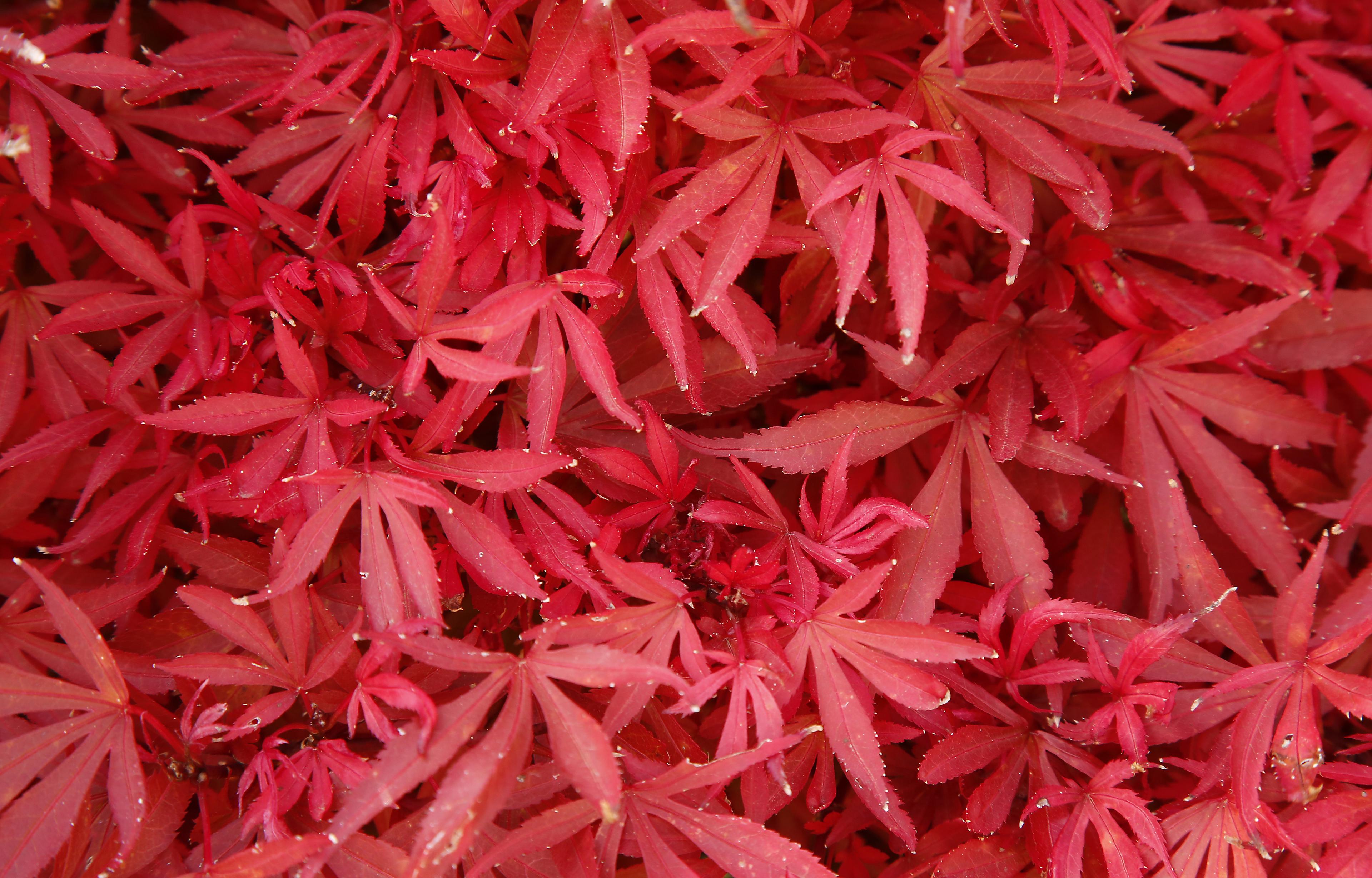 Close-up of vibrant red Japanese maple leaves forming a dense autumn canopy.
