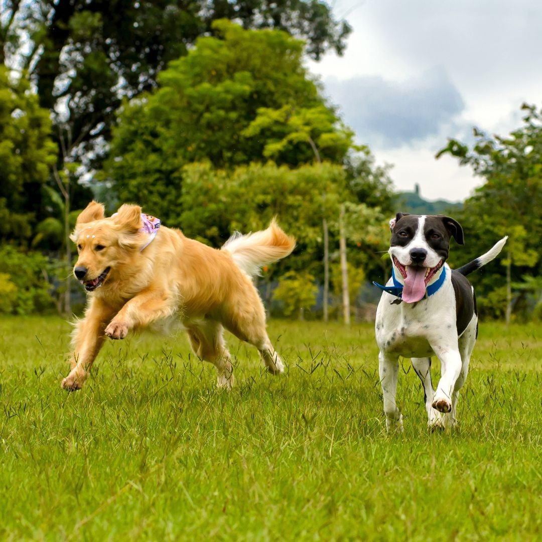 Happy dogs running