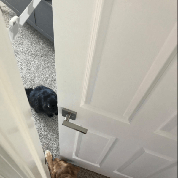 is-dog-training-worth-it-door-buddy