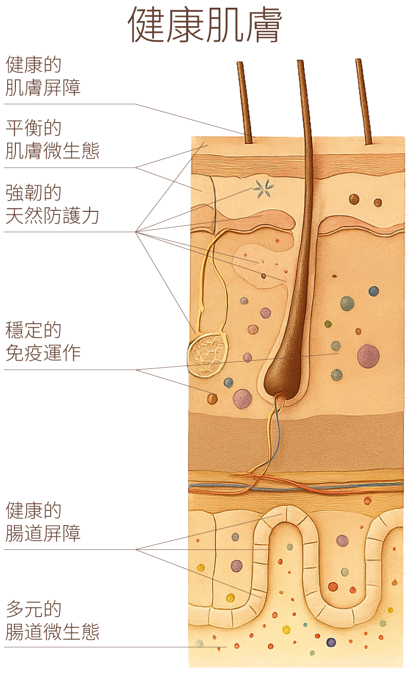 皮膚與腸道的剖面圖。標示強韌的皮膚屏障、平衡的微生態、穩定的免疫功能，以及完整且多樣化微生物的腸道屏障。
