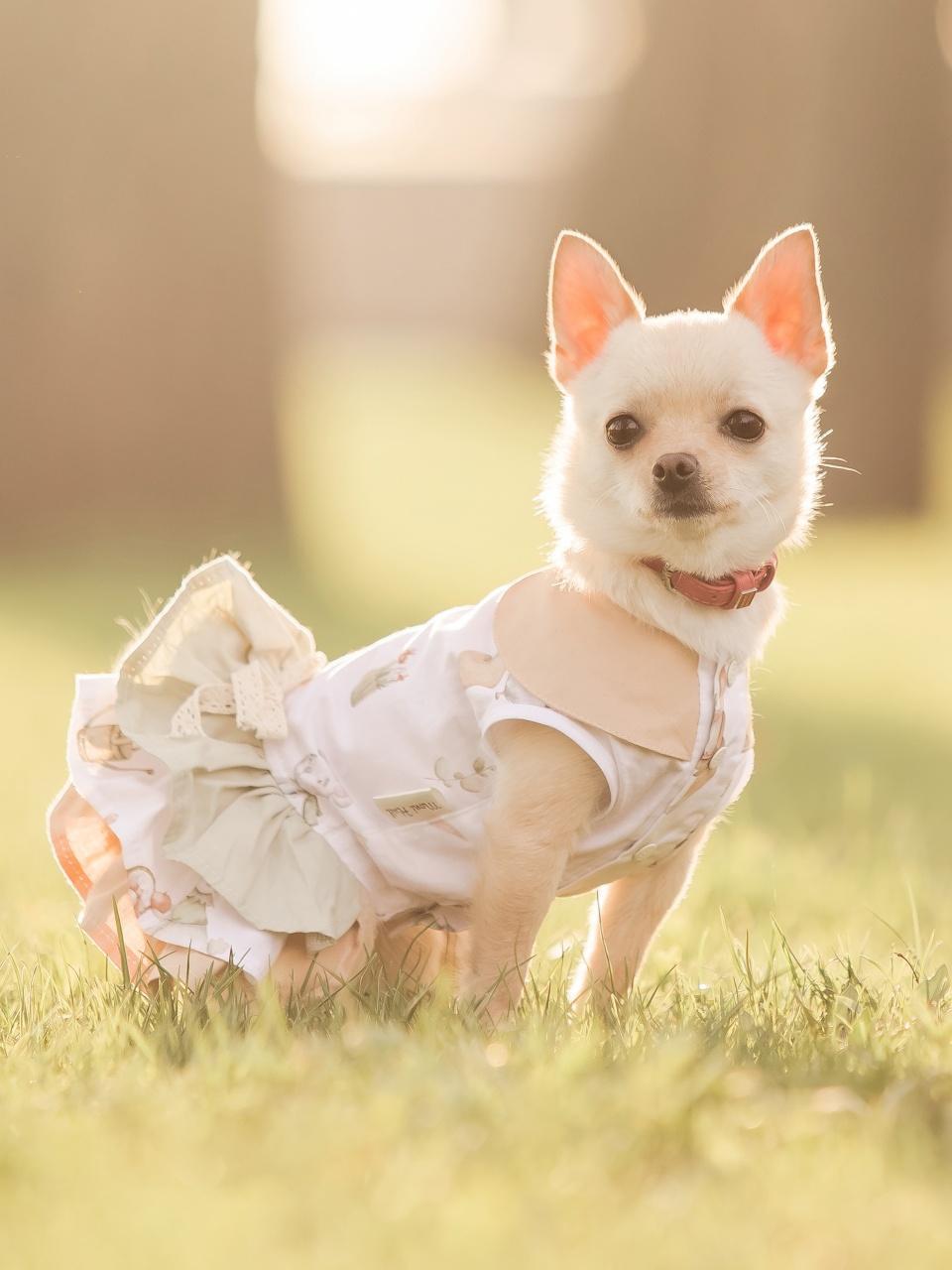 Small chihuahua dog in a dress stands in a field