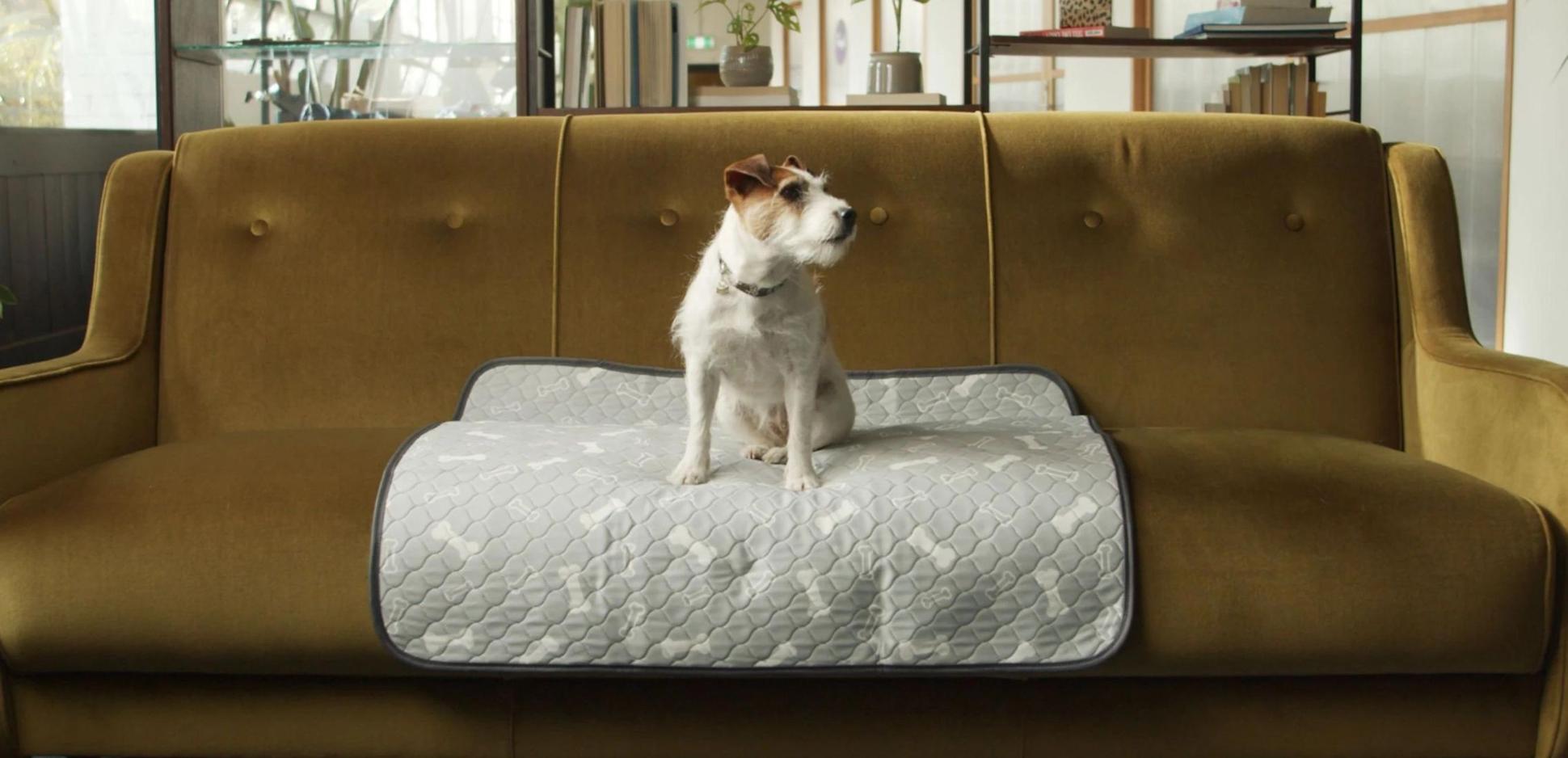 How to Train an Older Dog to Use Pee Pads Potty Buddy Potty Buddy™