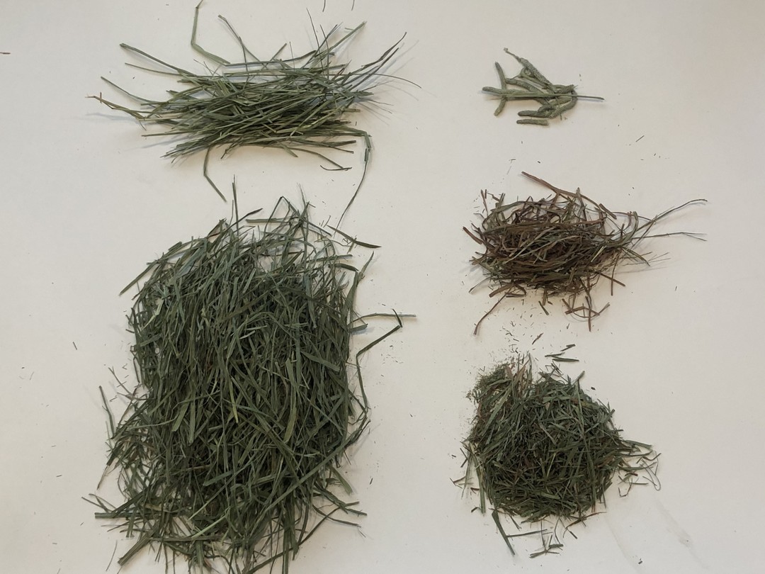 Soft Timothy Hay - Oct 2019 Report