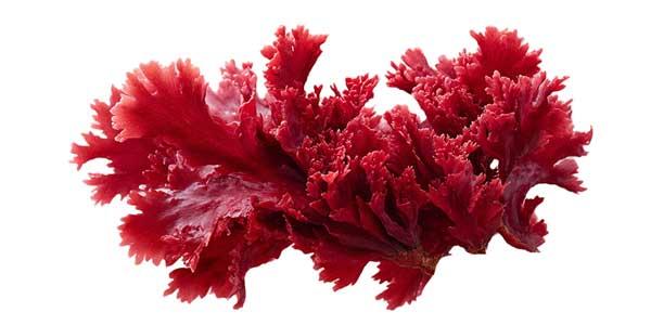 Astaxanthin 
