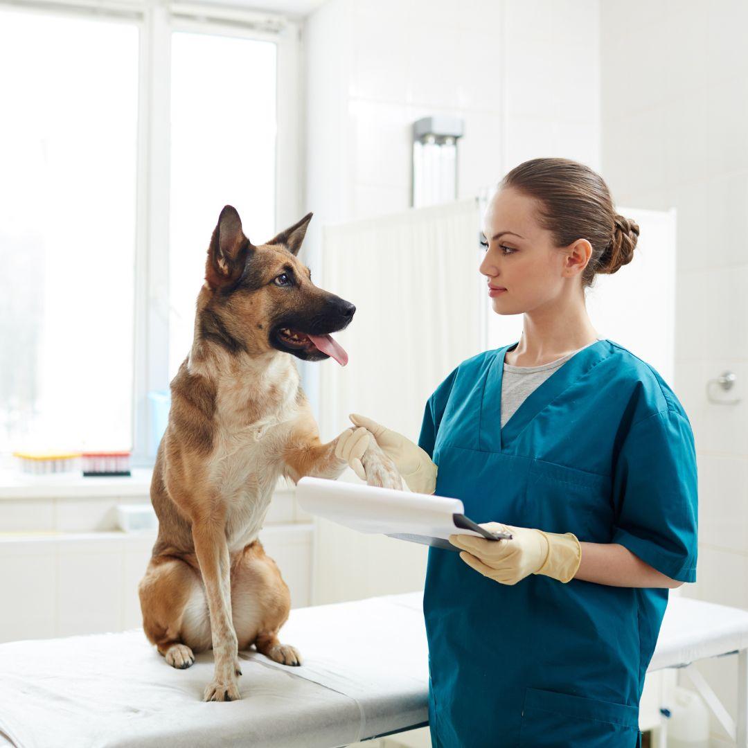 dog with vet