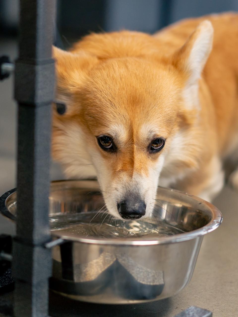 red corgi sits under the table and drinks water from a bowl l