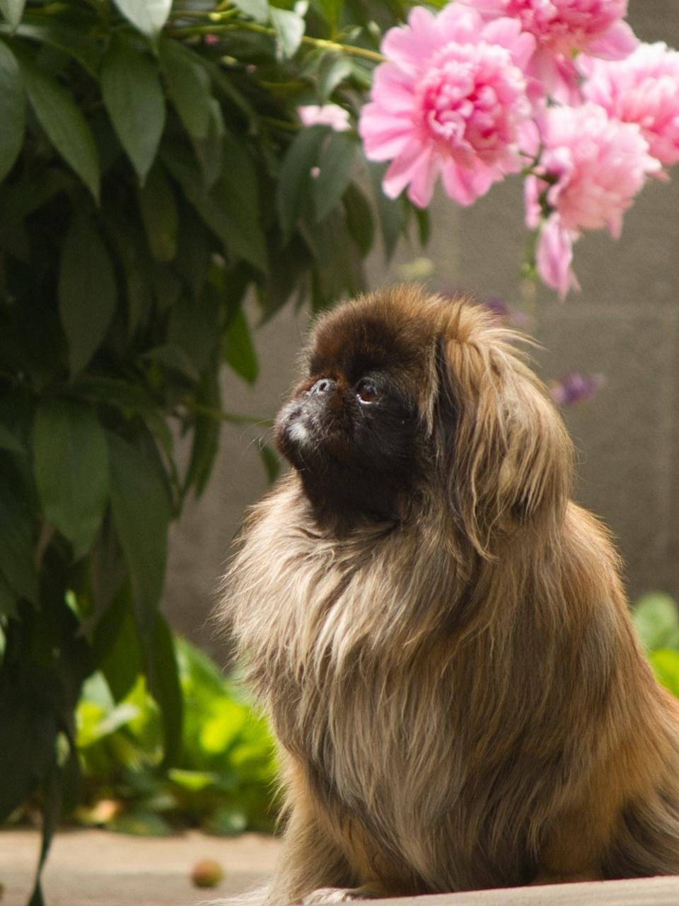 Pekingese dog