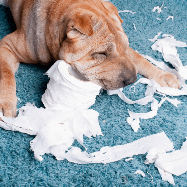 Destructive dogs and ways to keep your dog from being bored