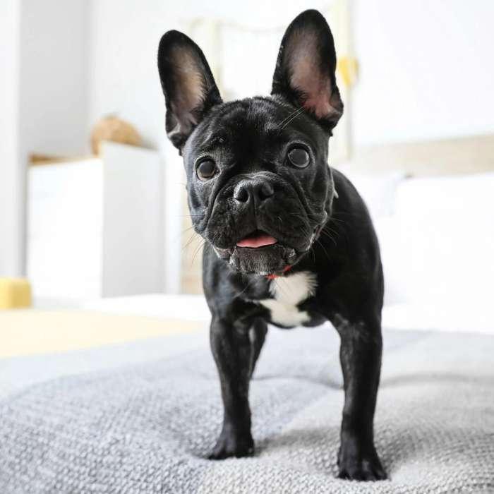 Why Does a Dog Pee On His Bed? And What to Do about it? Potty Buddy