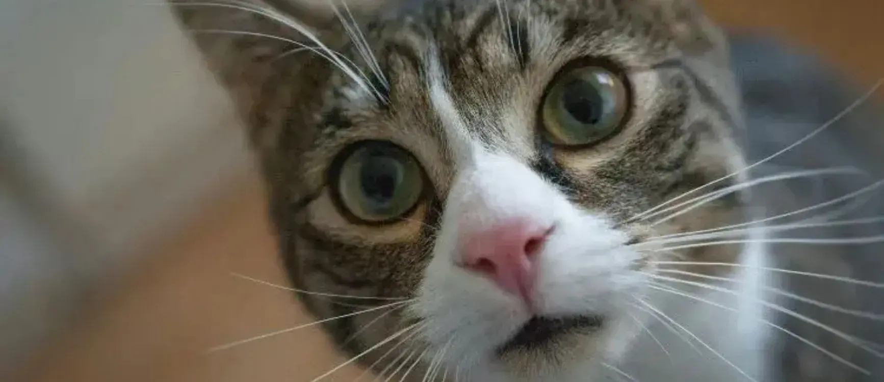 A curious cat gazes up at the camera, its eyes wide and attentive.