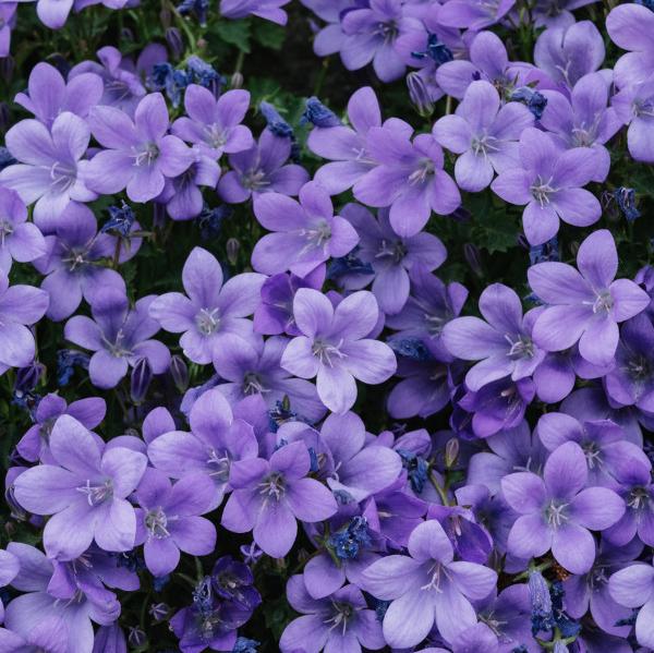 purple wildflowers