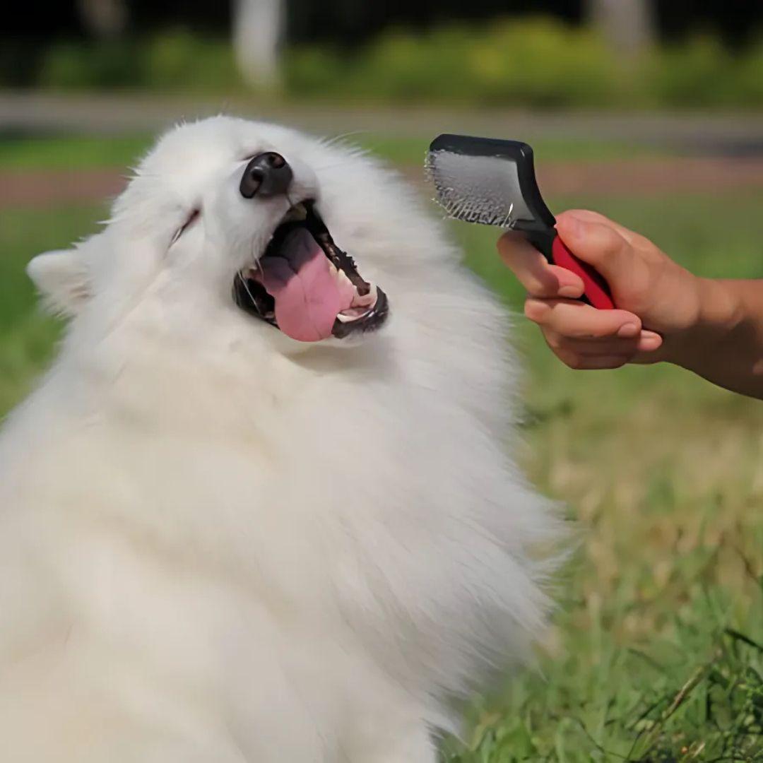 Japanese Spitz Breed Hair care