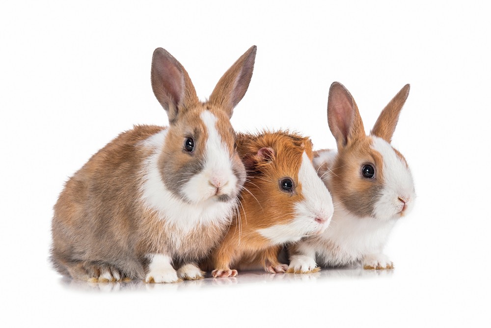 Tips for Bonding Rabbits & Guinea Pigs | Rabbit Hole Hay