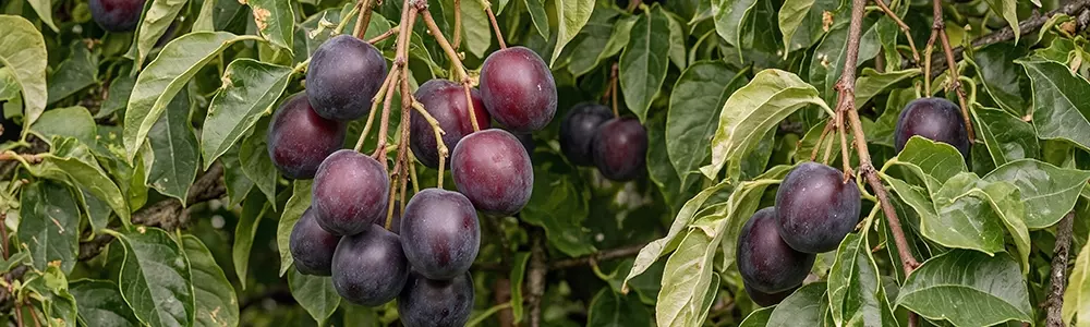 Black Plum