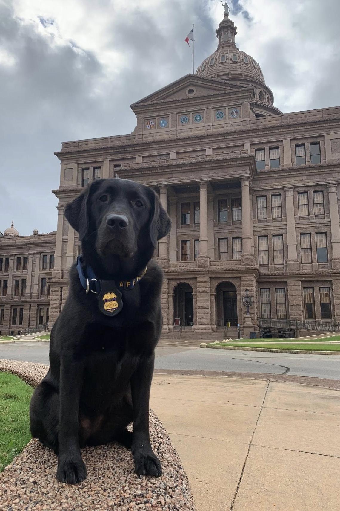 k9 claudette at a state capital