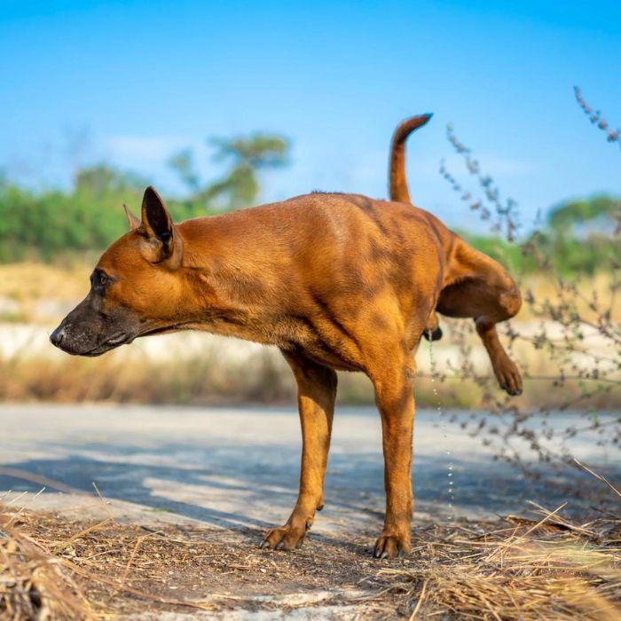 Dog peeing on road