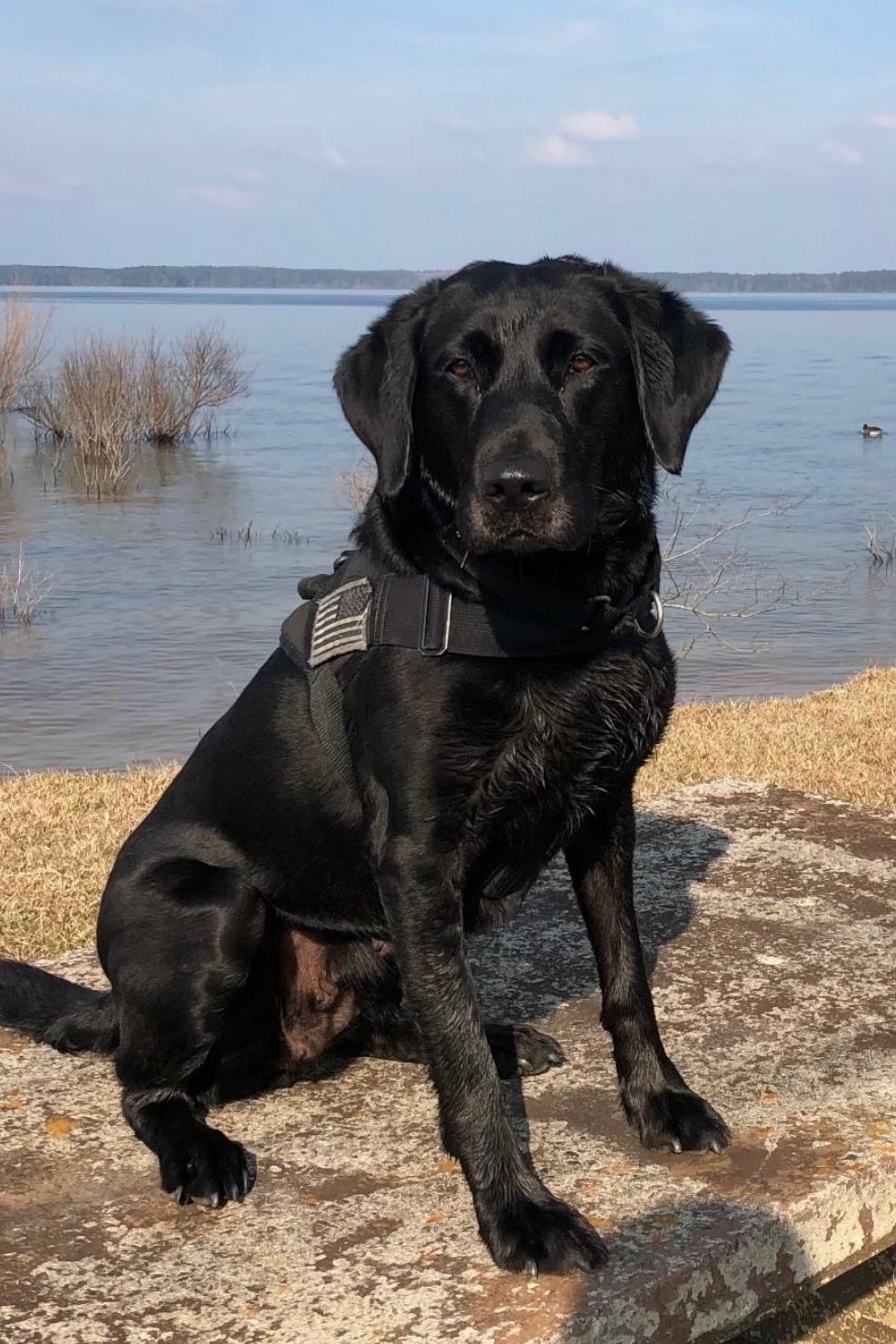 k9 elise on the beach
