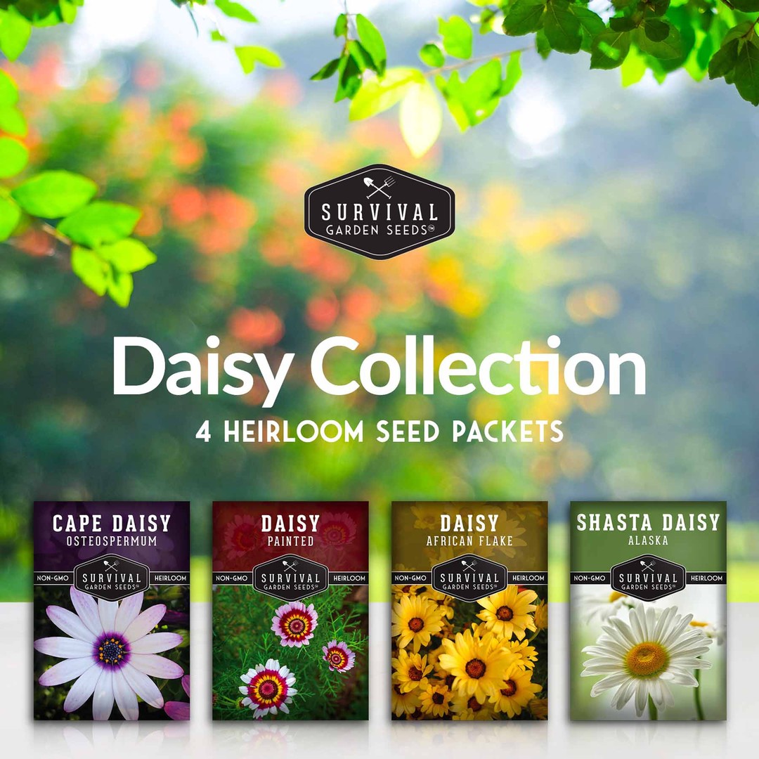 Daisy seed collection - 4 colorful daisies