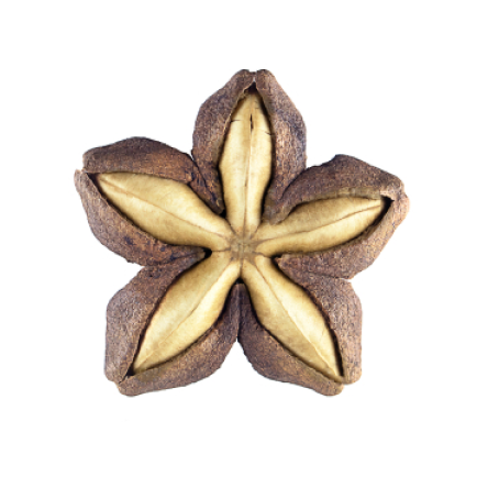 Brown sttar-shaped seed