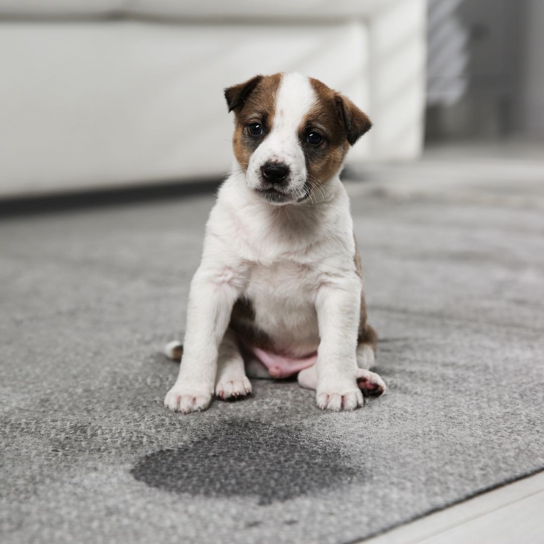 Puppy sitting next to pee patch on carpet