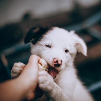 Puppy biting a treat