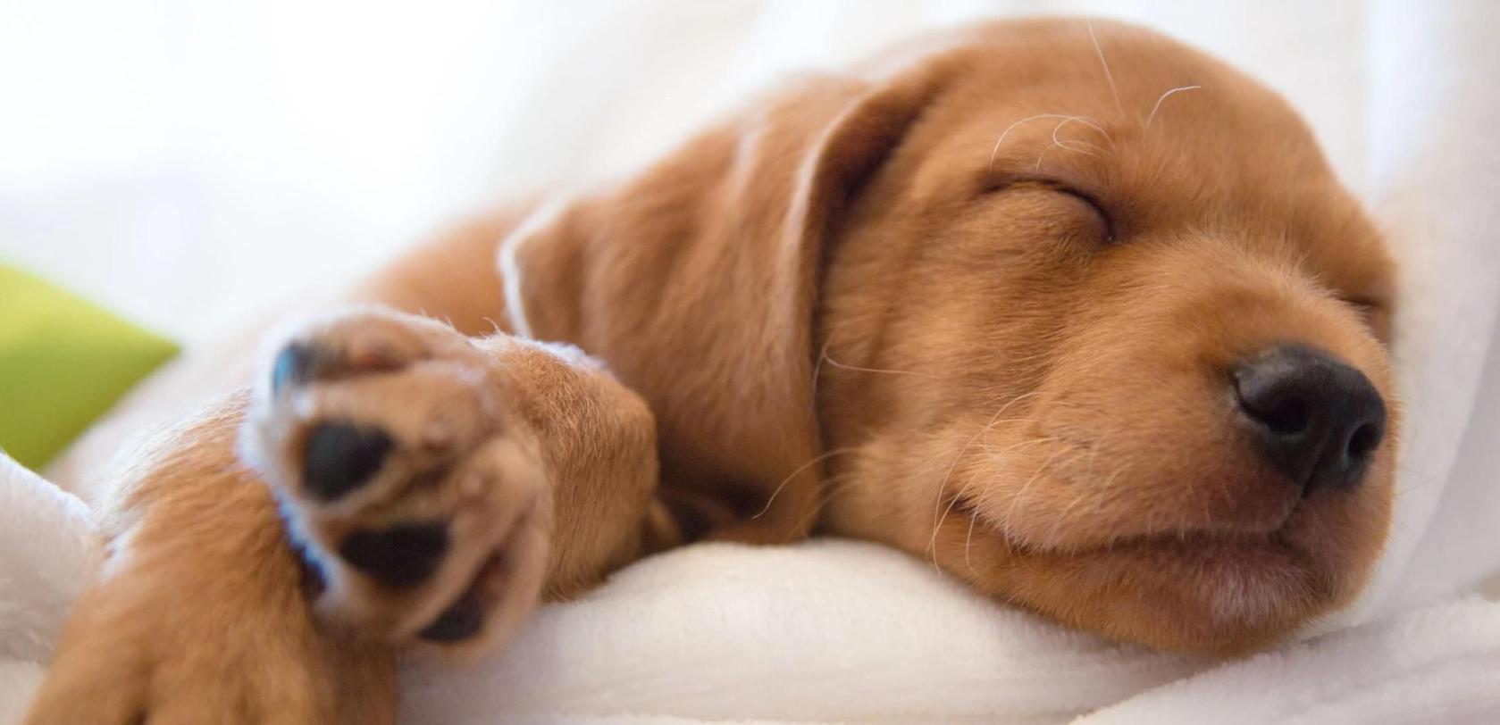 Why is My Dog Peeing in Her Sleep? Potty Buddy Potty Buddy™