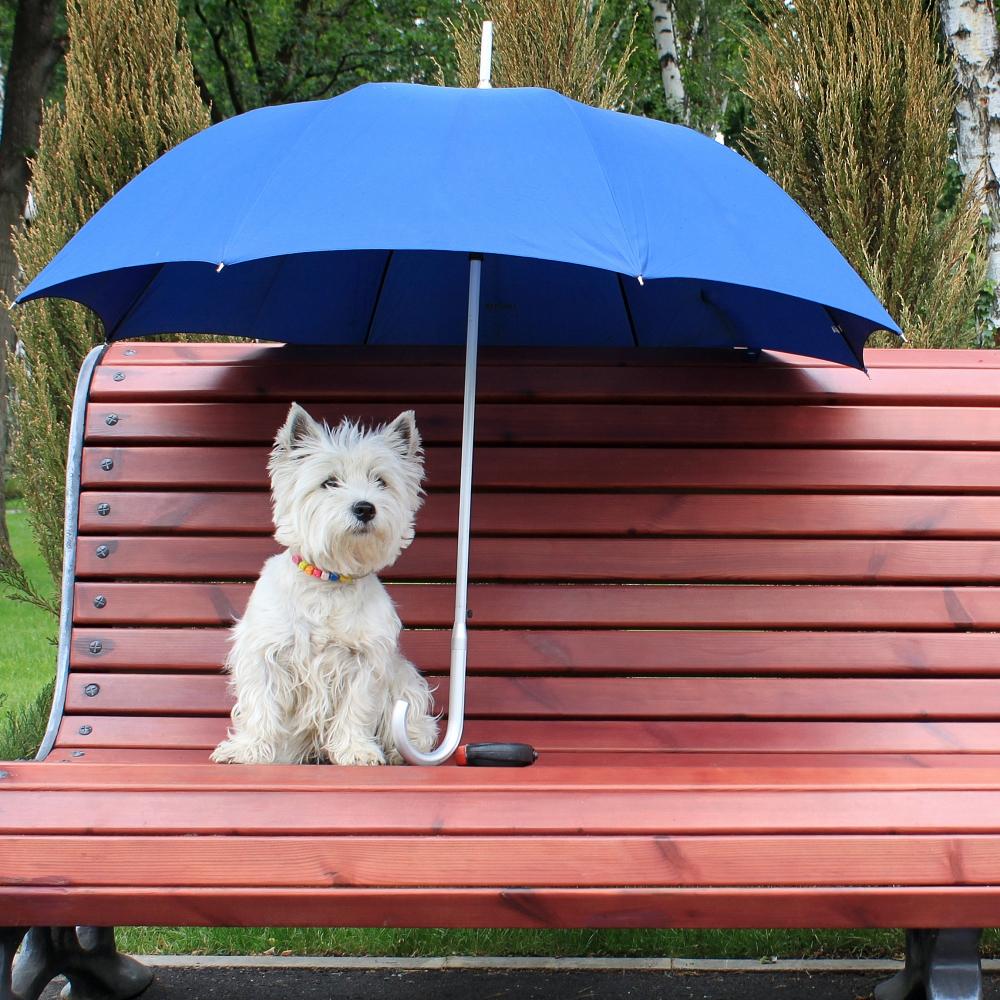 Westie dog with blue umbrella