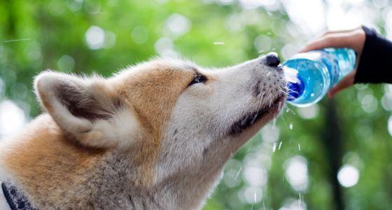 Dog drinking from water bottle