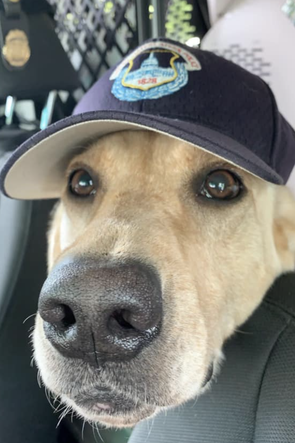 k9 dexter